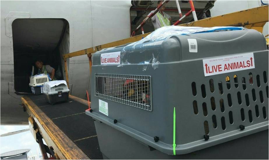 Door-to-Door Service